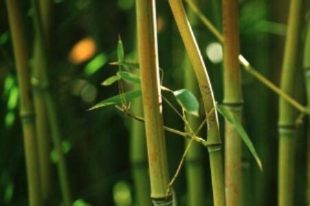 蛇化現象 意思 竹子的意思